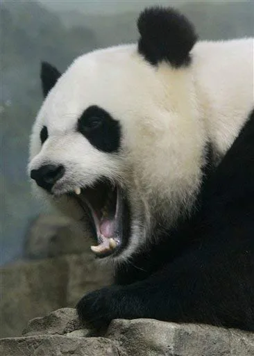 panda