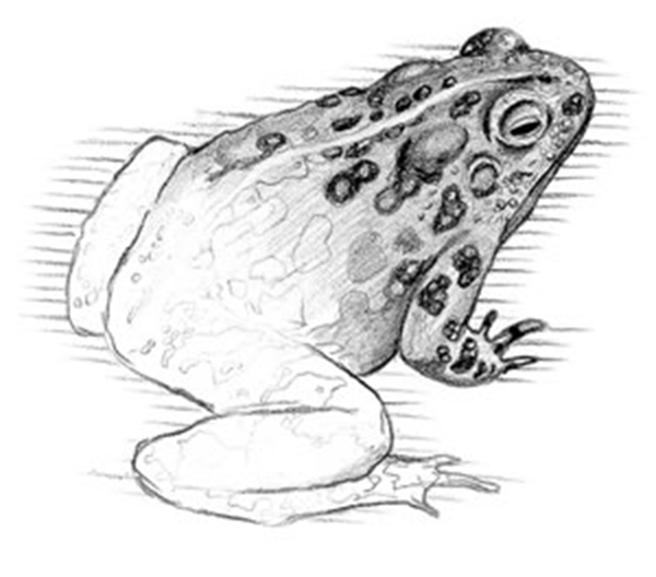 All About Wall Warts