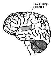 earbrain