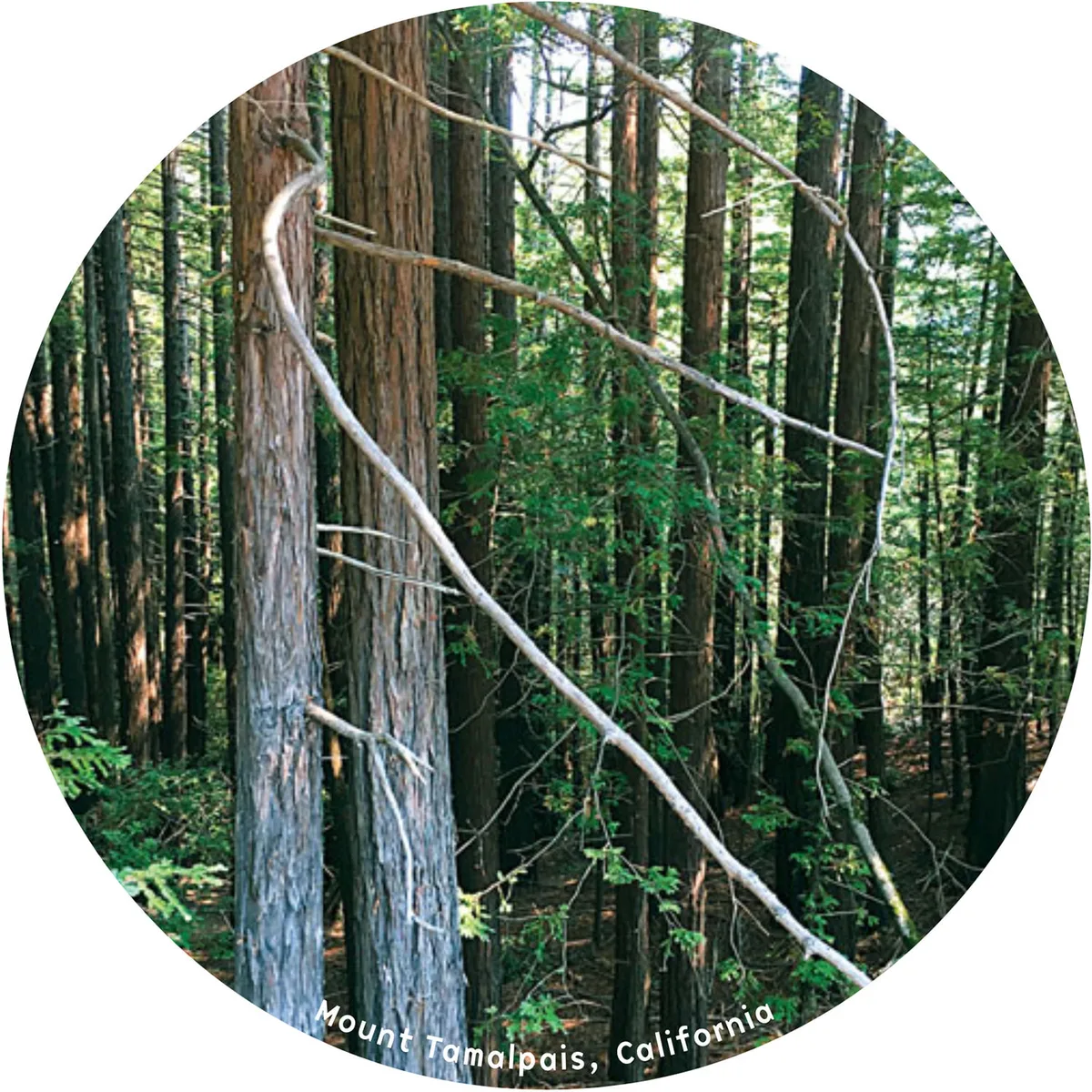 Forest for the Trees